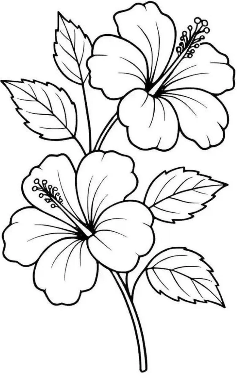 Rama de Hibisco para colorear e imprimir Dibujo de Rama de Hibisco de Flores para colorear