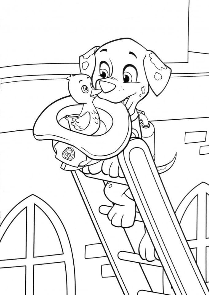 Haz clic para descargar dibujo de Marshall Salva Pato para colorear e imprimir gratis Marshall Salva Pato para colorear HD fácil y bonito - Descarga e imprime gratis - Dibujo exclusivo de Patrulla Canina