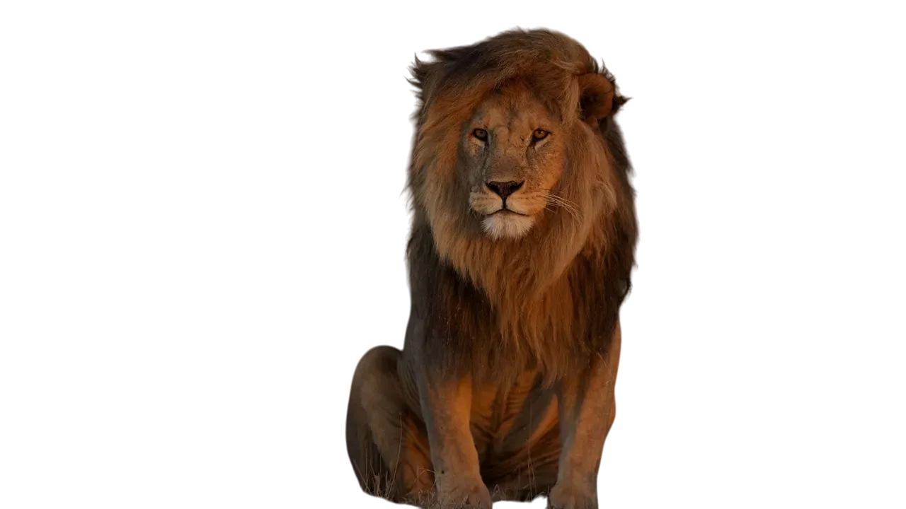 Icono de categoría de dibujos de Animales para colorear - Plantillas para imprimir gratis para niños